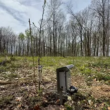 Der verkabelte Baum "Else"